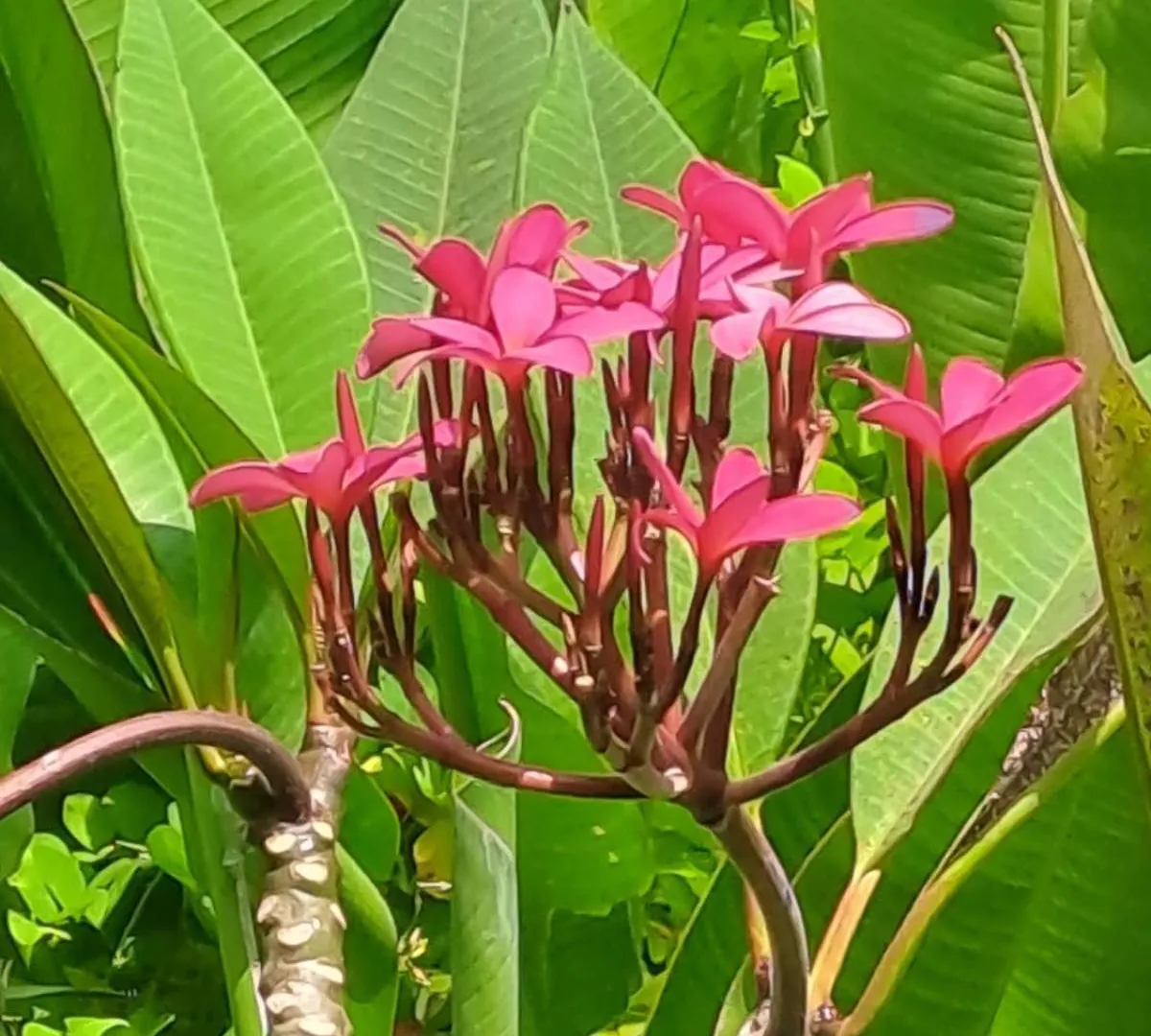 Pondok Teges Ubud  Guest house
